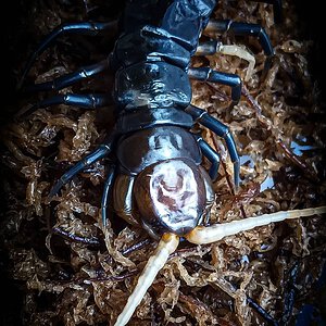 Scolopendra subspinipes Buton Black post ecdysis