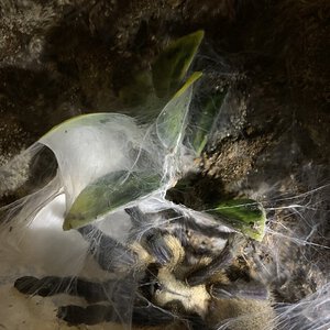 m. balfouri mom with egg sac