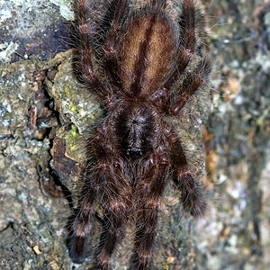 Poecilotheria subfusca "LL" (sling)