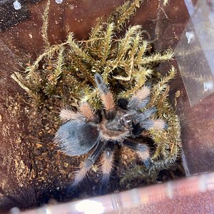 Brachypelma emilia