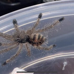 Avicularia juruensis M2