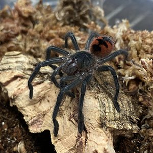 Pamphobeteus sp ‘Manabi’