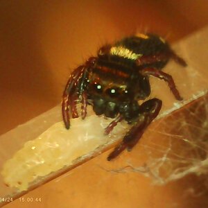 Phidippus Regius sling feeding macro photo