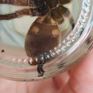 Harpactira pulchripes