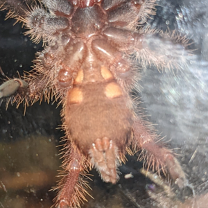 Rehoused 3" E. murinus