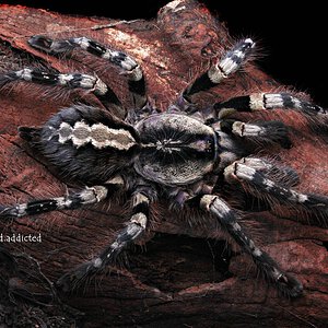 Poecilotheria striata.