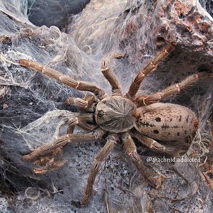 Pterinochilus lugardi.