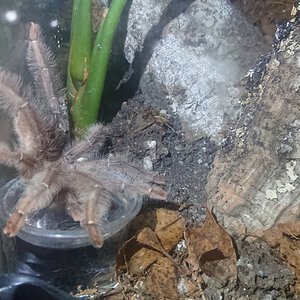 Phormingochilus sp. rufus MM drinking