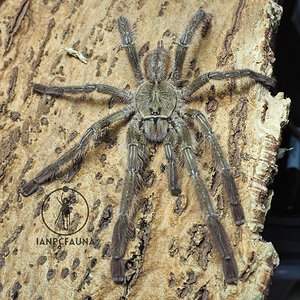 MM Poecilotheria vittata