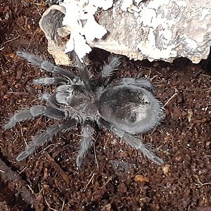 New Grammostola pulchra (Brazilian Black) - "Onyx"