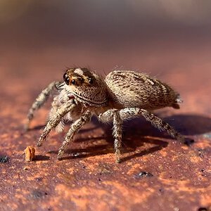 Eris militaris female