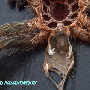 Dolichothele diamantinensis under 2"