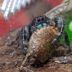 P. Audax eating