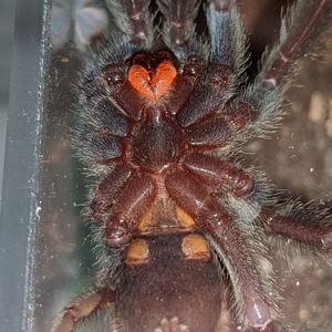 3.5" P. irminia M or F?