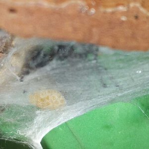 Jumping spider eggs