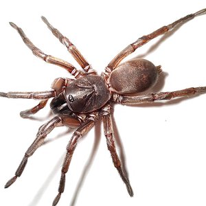 Anamidae sp. Mt Lofty 2