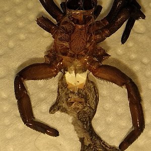 Eresus walckenaeri Yellow Ring - molt picture 1/2