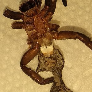 Eresus walckenaeri Yellow Ring - molt picture 2/2