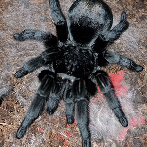 Grammostola pulchra 'Jade'