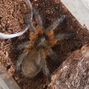 1" H. Pulchripes in premolt