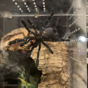 C versicolor