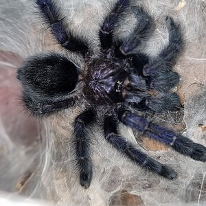 Avicularia purpurea