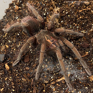 Pamphobeteus ornatus