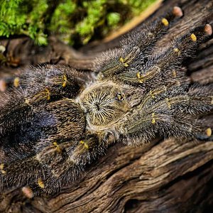 Avicularia rufa