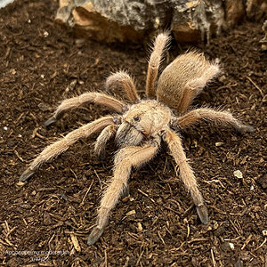 Aphonopelma moderatum