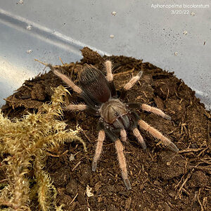 Aphonopelma bicoloratum