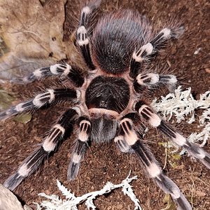 Acanthoscurria geniculata SAF