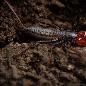 Mastigoproctus cf. tohono