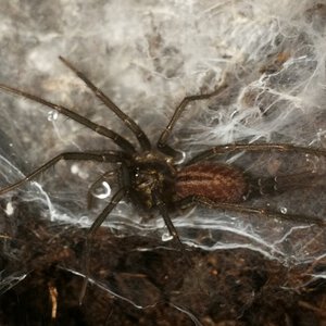 0.0.1 Linothele sericata (ex. megatheloides)