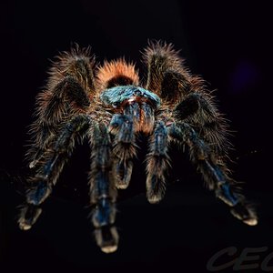 Caribena versicolor