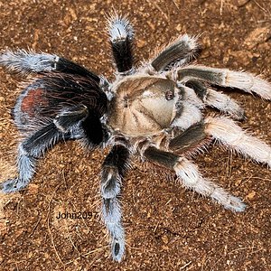 Aphonopelma diamondback