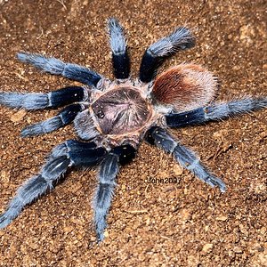 Bonnetina tanzeri adult female