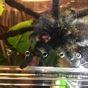 Avicularia avicularia, pink toe