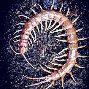 Scolopendra sp. Sulawesi Red with three forcipules premolt