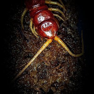 Scolopendra sp Sulawesi Red with three forcipules post molt