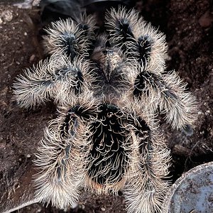 T. albopilosus juvenile male