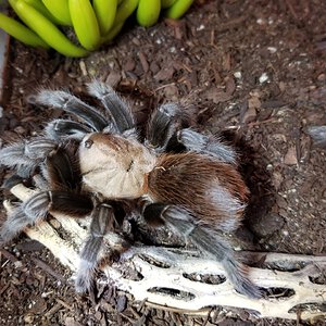 Aphonopelma Anax Female