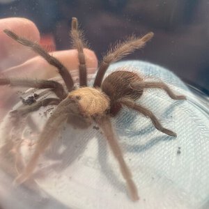Sold under just “Theraphosa sp”