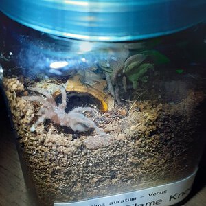 Brachypelma auratum sling Venus