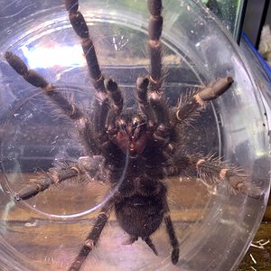 lasiodora difficilis