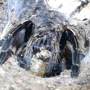 E. murinus Dubia dinner