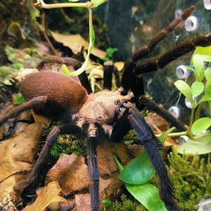 Orphnaecus sp. Kordilleran female [1/3]