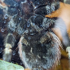 Nhandu chromatus, ~2.8 inches