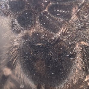 Lasiodora difficilis male or female?