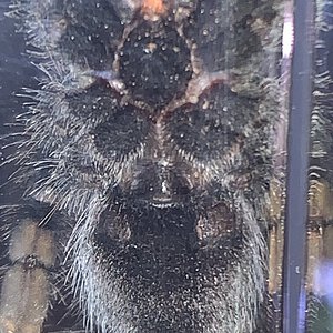 Avicularia Avicularia male or female?