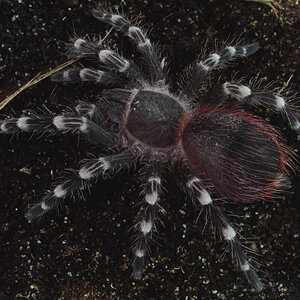 Acanthoscurria geniculata small juvenile/big sling